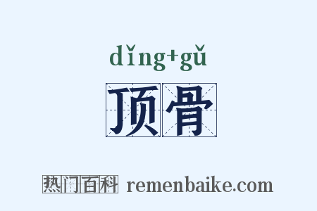 顶骨是什么意思的图片
